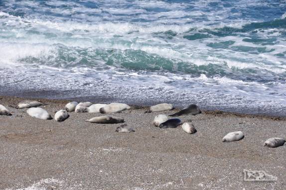 Elefantes marinhos descansam em praia na Península Valdés, no litoral da  patagônia argentina